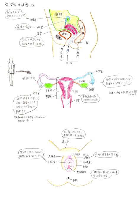 美女的陰部|女性の外性器